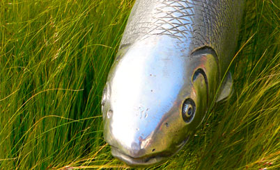 出色的手机短信轰在线轰炸免费